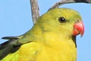 Regent Parrot (Polytelis anthopeplus)